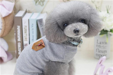 Comfort pet vest for summer /dog clothes pet products