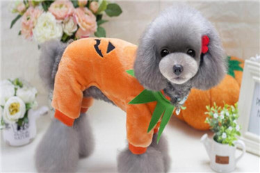 Halloween pet pumpkin clothes/dog clothes